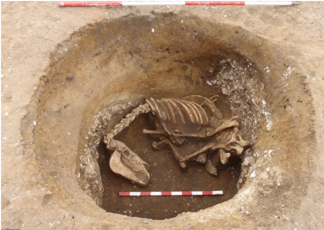 Restos de un posible caballo sacrificado descubierto en Carshalton como parte de uno de los rituales druidas
